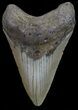 Megalodon Tooth - North Carolina #67142-1